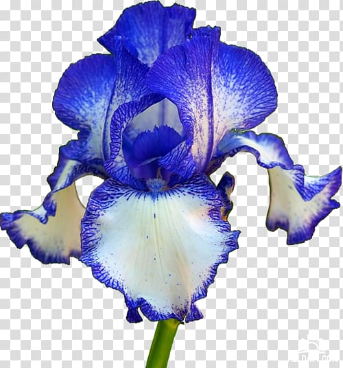 Orris root Iris Cut flowers Flowering plant, flower transparent background PNG clipart