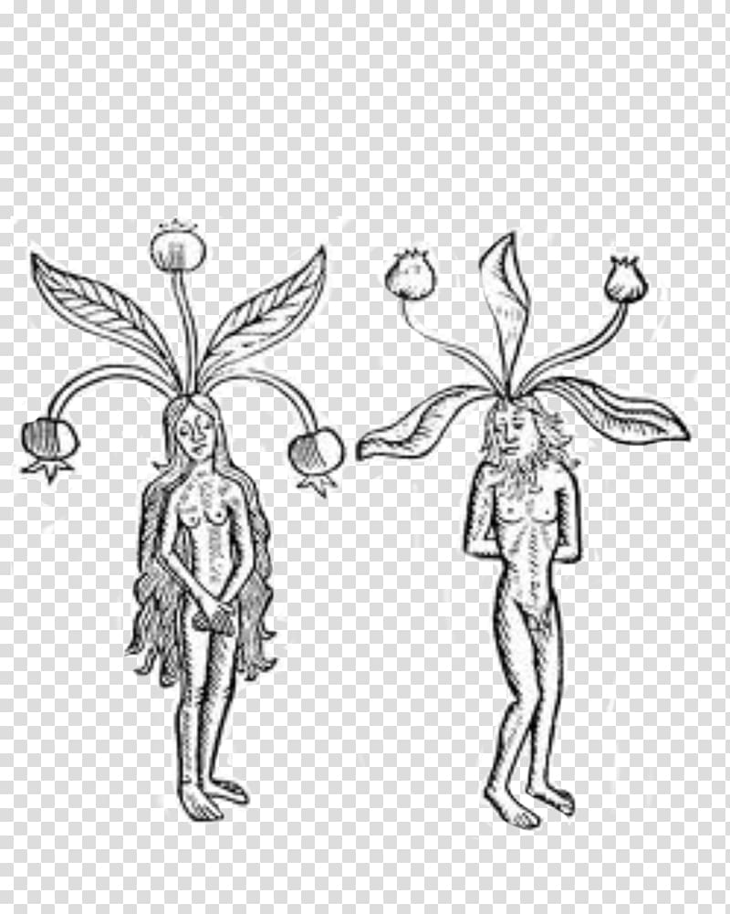 Plant Mandragora Root Ethnobotany Magic, plant transparent background PNG clipart