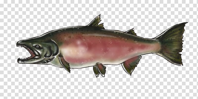 Coho salmon Chinook salmon Pacific Northwest Oily fish, others transparent background PNG clipart