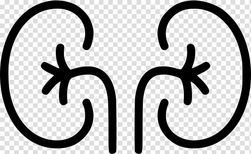 Organ Excretory system Computer Icons Kidney , others transparent background PNG clipart