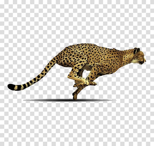 flying,leopard transparent background PNG clipart