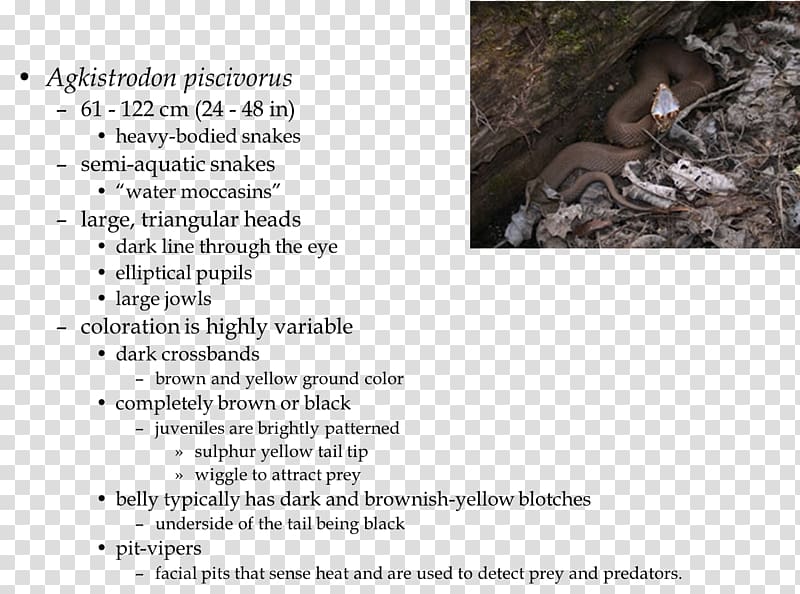 Mammal Cottonmouth Font, Eastern Diamondback Rattlesnake transparent background PNG clipart