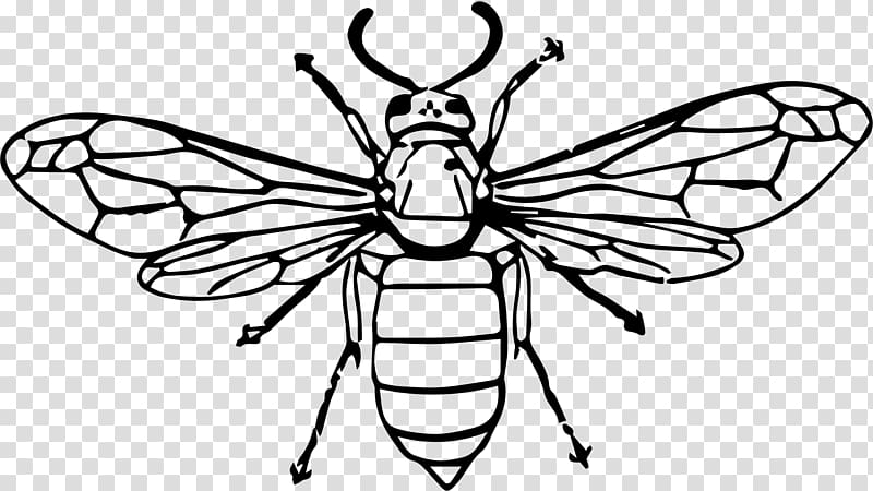 Insect Bee Line art Wasp , wasp transparent background PNG clipart