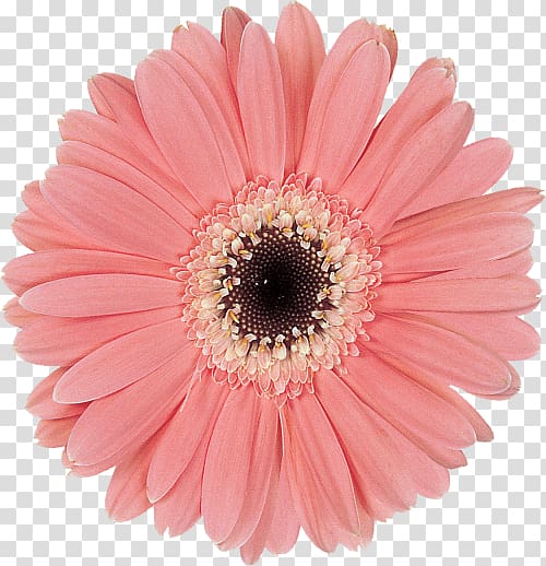 Transvaal daisy Cut flowers Common daisy Petal, flower transparent background PNG clipart