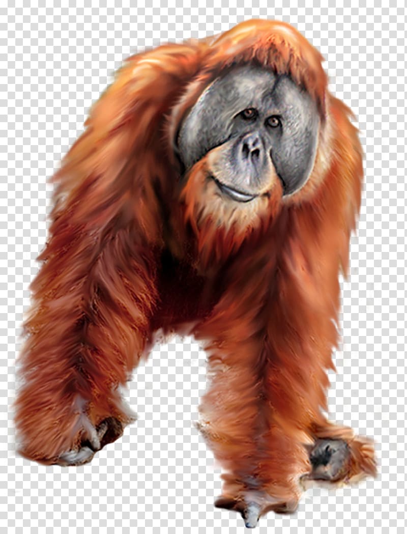 orangutan transparent background PNG clipart