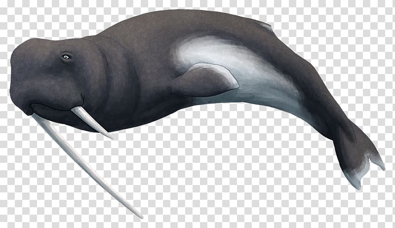 Walrus Sea lion Odobenocetops Dolphin Cetaceans, walrus transparent background PNG clipart
