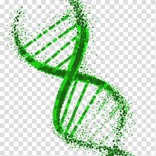 DNA Extraction Genetics Genetically modified organism, others transparent background PNG clipart