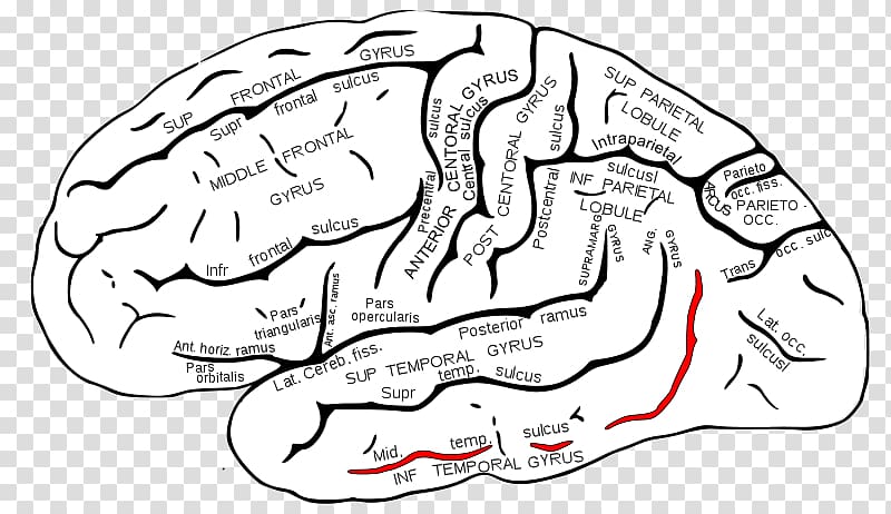 Superior temporal sulcus Superior temporal gyrus Temporal lobe, Brain transparent background PNG clipart