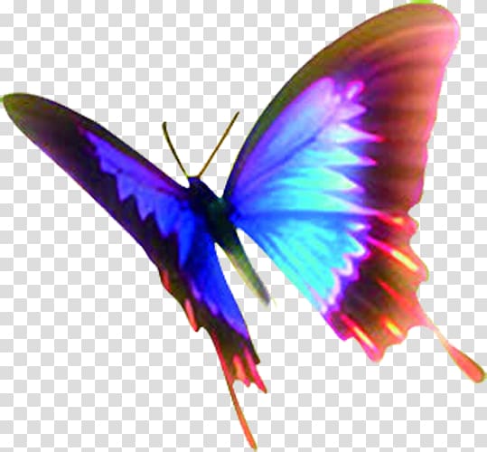 Butterfly Insect wing Moth, Colorful butterfly transparent background PNG clipart
