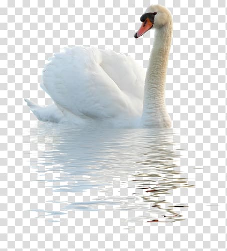 Swan transparent background PNG clipart