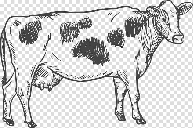 cattle illustration, Cattle Drawing Illustration, Dairy cow transparent background PNG clipart