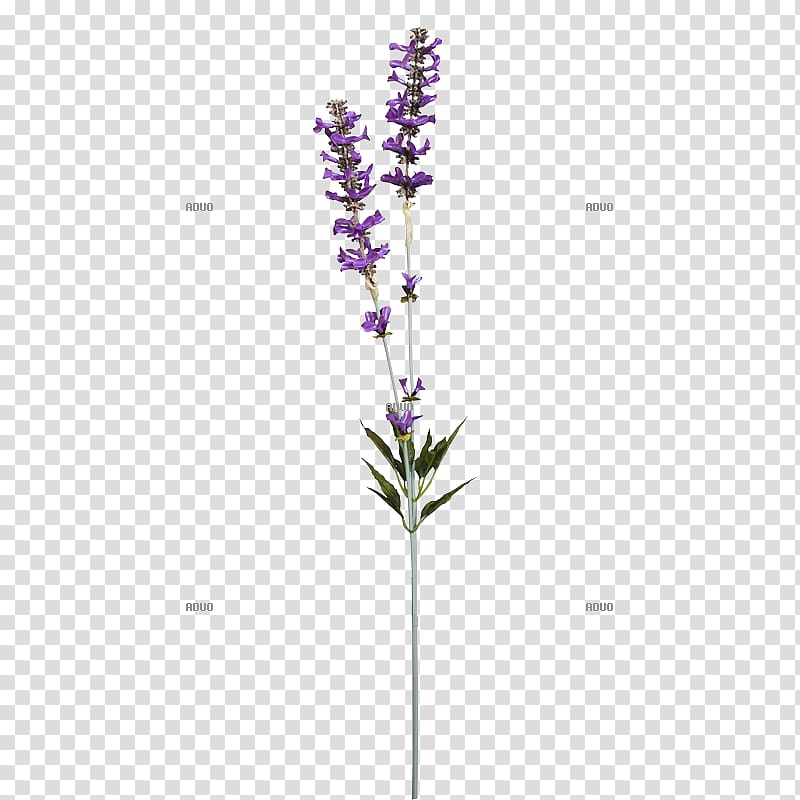 English lavender Twig Branch Artificial flower Shrub, others transparent background PNG clipart