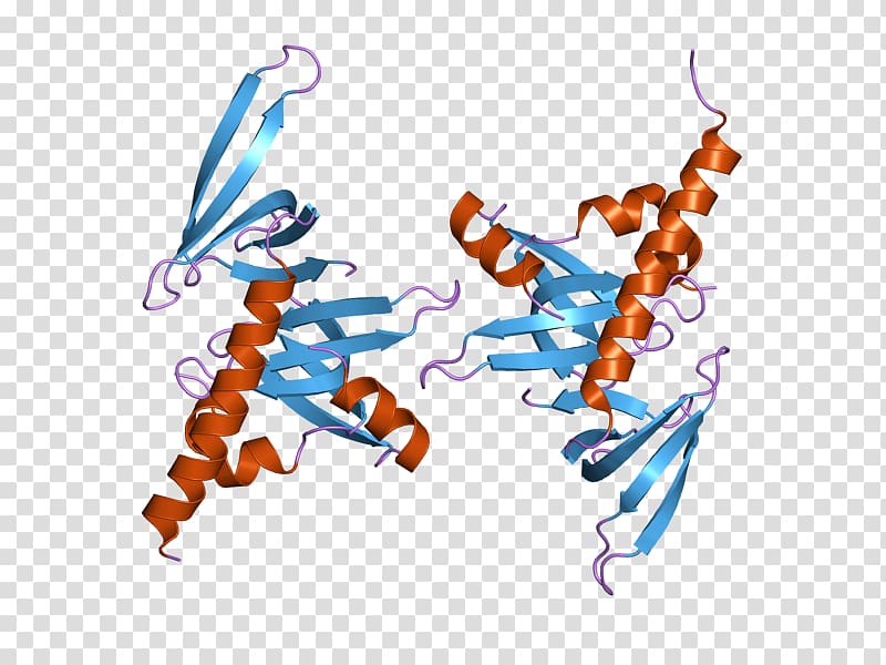 Gem-associated protein 6 Gem-associated protein 7 Survival of motor neuron Gene, Proteinsparing Modified Fast transparent background PNG clipart
