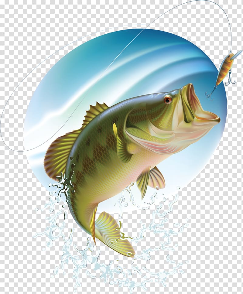 Silver and green fish illustration, Largemouth bass Bass fishing, Fishing  transparent background PNG clipart
