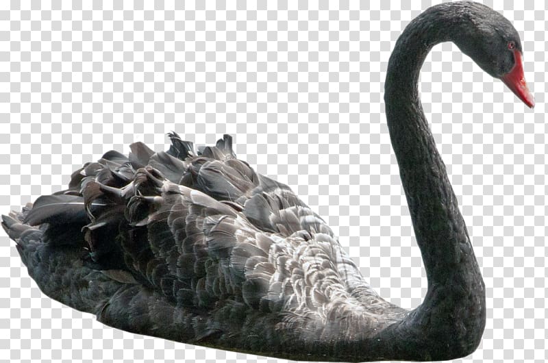 Black swan Bird Black-necked swan, swan transparent background PNG clipart