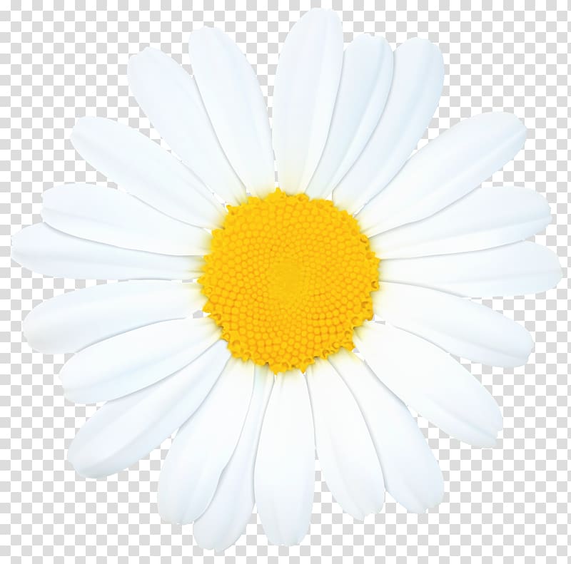 Transvaal daisy Daisy family Girl Scouts of the USA Oxeye daisy Chrysanthemum, daisy transparent background PNG clipart