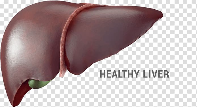 Liver Food Eating Health, liver cells and alcohol transparent background PNG clipart