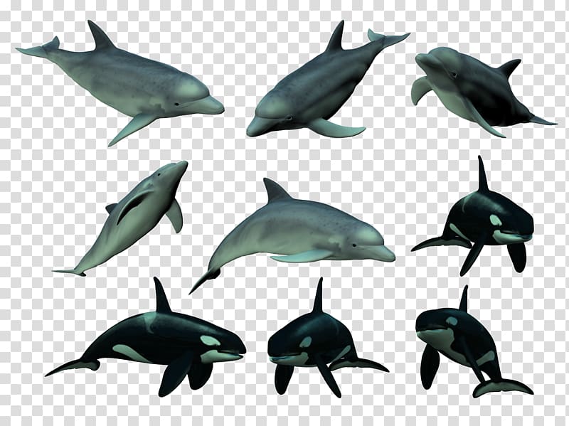 Short-beaked common dolphin Tucuxi Common bottlenose dolphin Cetacea, Killer whale transparent background PNG clipart