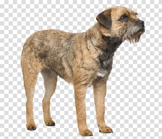 Border Terrier Dutch Smoushond Cairn Terrier Dog breed Border Collie, dog standing on hind legs transparent background PNG clipart