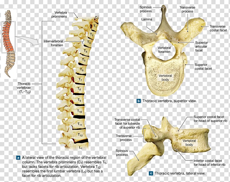 Bone Thoracic vertebrae Sacrum Vertebral column Coccyx, Sacrum transparent background PNG clipart