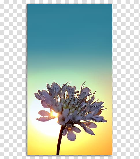 Desktop iPhone 5 Screensaver High-definition video, sunrise background transparent background PNG clipart