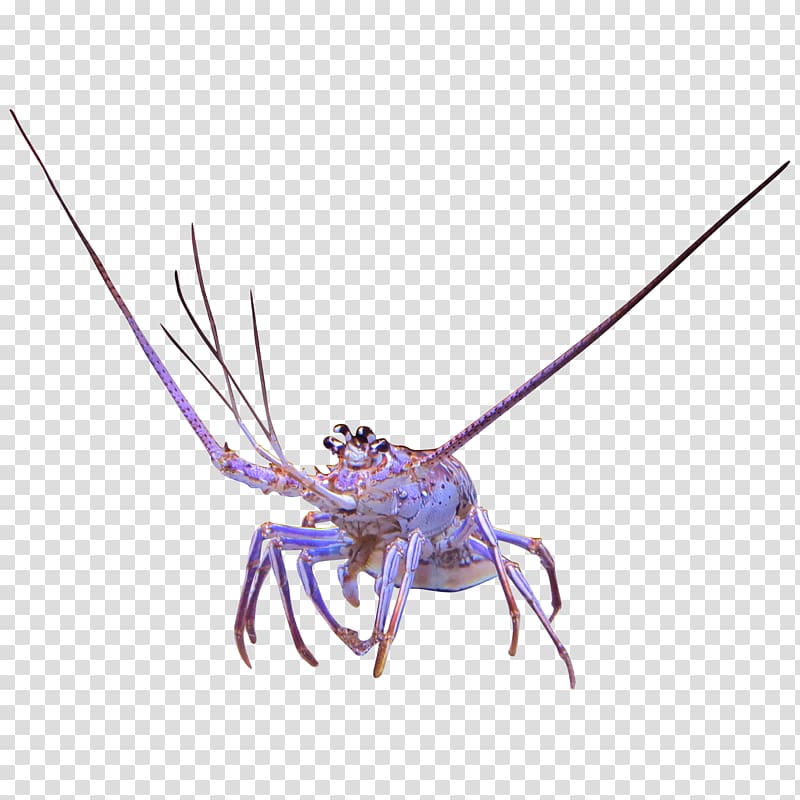 Spiny lobster Freshwater crab Crayfish, lobsters transparent background PNG clipart