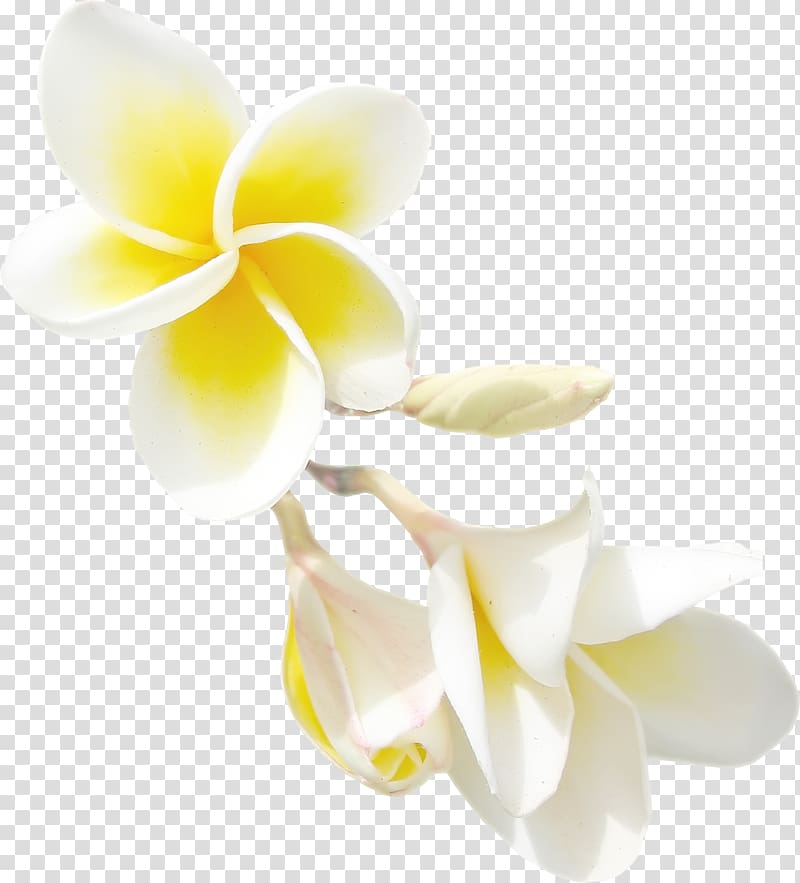 white-and-yellow plumeria flowers illustration, Flower Computer Icons , jasmine flower transparent background PNG clipart