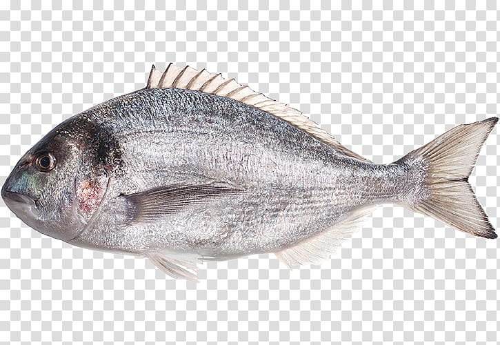 Gilt-head bream Red seabream Oily fish Fish products, sea bream transparent background PNG clipart
