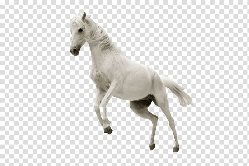 Horse Stallion Desktop Show jumping, horse transparent background PNG clipart