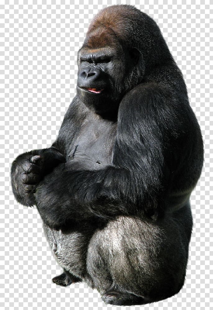 King Kong Western gorilla Donkey Kong , donkey kong transparent background PNG clipart