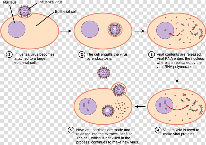 Viral replication Virus Lytic cycle Viral life cycle Infection, cartoon bacteria virus transparent background PNG clipart