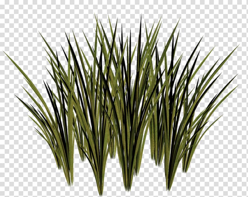 Animation Herbaceous plant , grass transparent background PNG clipart