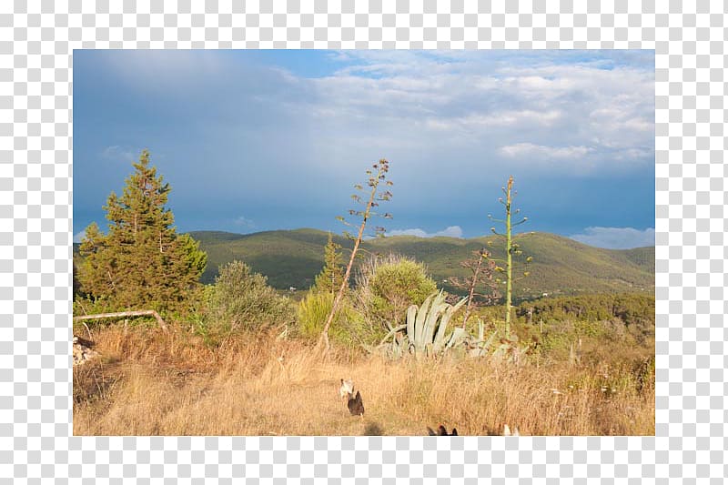 Shrubland National park Steppe Grassland Plain, park transparent background PNG clipart