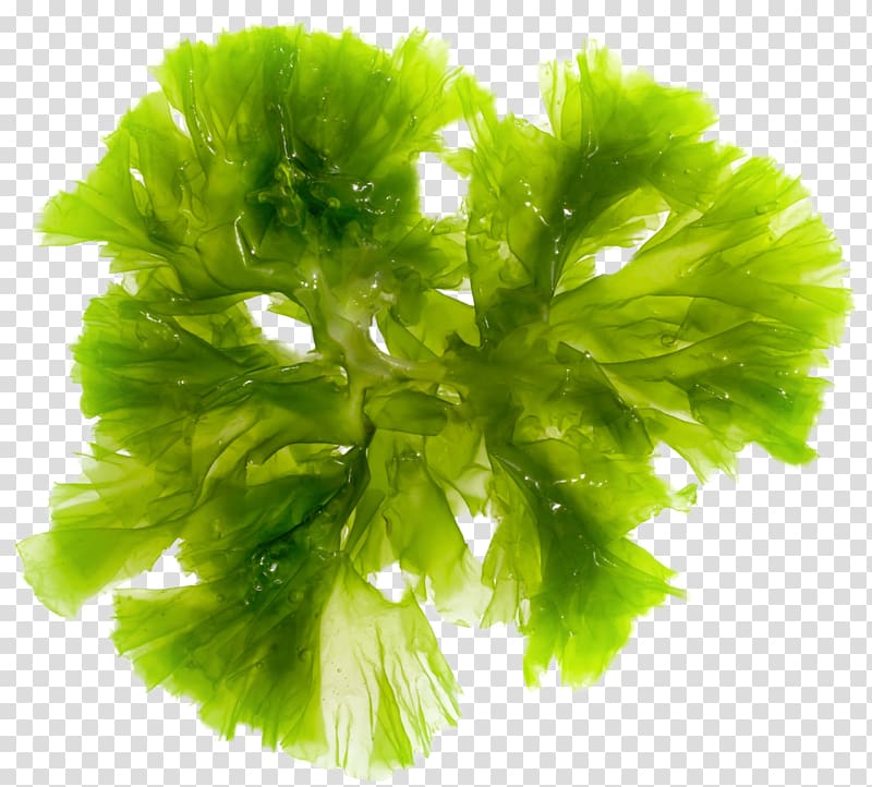Brown algae Seaweed Green algae Red algae, weed transparent background PNG clipart