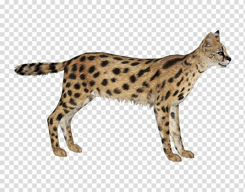 Savannah cat Zoo Tycoon 2 Cheetah Leptailurus serval serval Leopard, lynx transparent background PNG clipart
