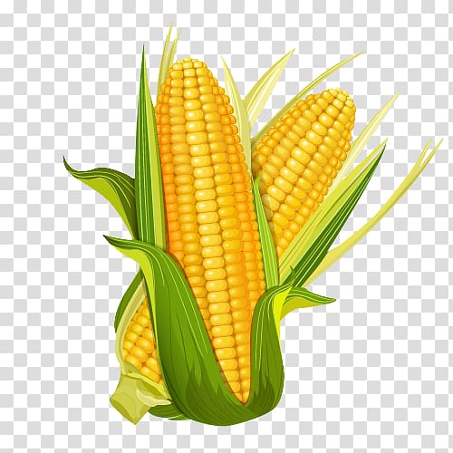 corn illustration, Maize La Mazorca Euclidean Illustration, Cartoon corn transparent background PNG clipart