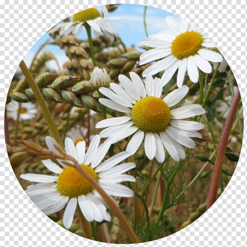 Chamomile Tripleurospermum inodorum Tea Plant Food, chamomile transparent background PNG clipart