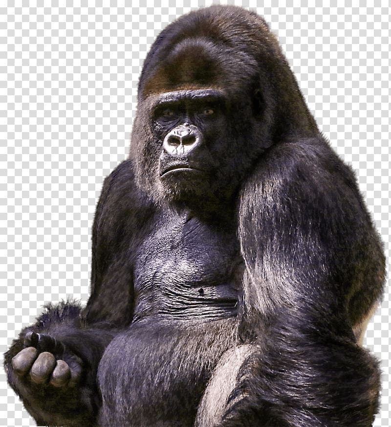 gorilla , Gorilla Sitting transparent background PNG clipart