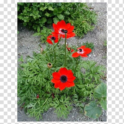 Poppy anemone Bulb Japanese anemone Plants, bulb transparent background PNG clipart