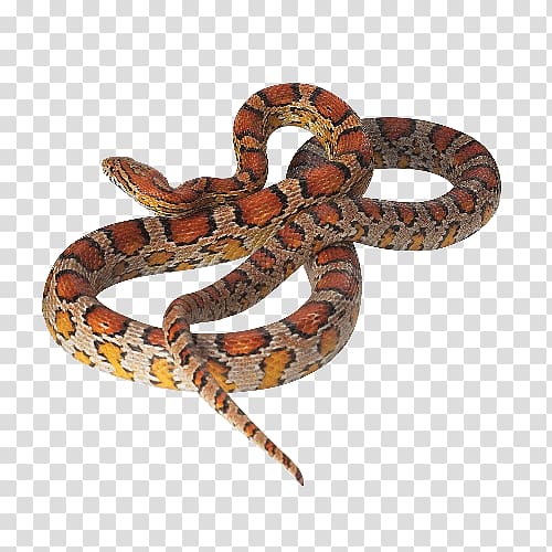 Boa constrictor Corn snake Reptile Kingsnakes, red snake transparent background PNG clipart