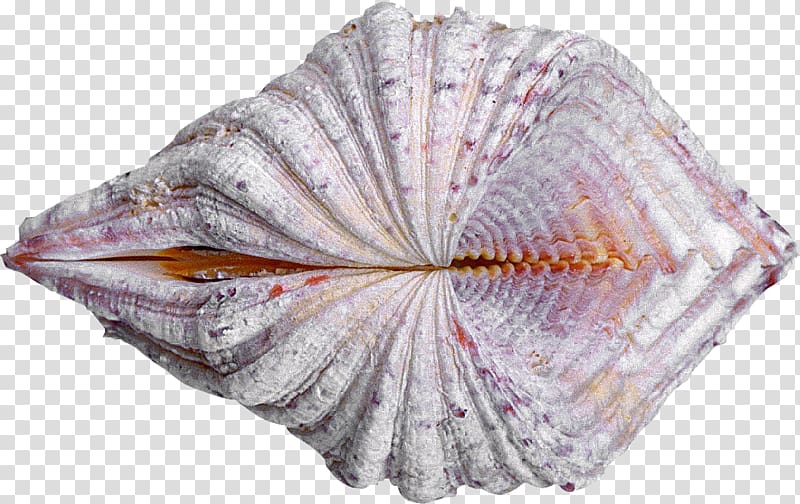Cockle Seashell Oyster Clam Conchology, shells transparent background PNG clipart