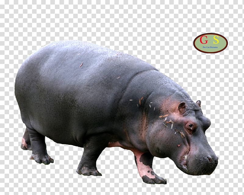 Hippopotamus Rhinoceros Animal Mammal Horse, I transparent background PNG clipart