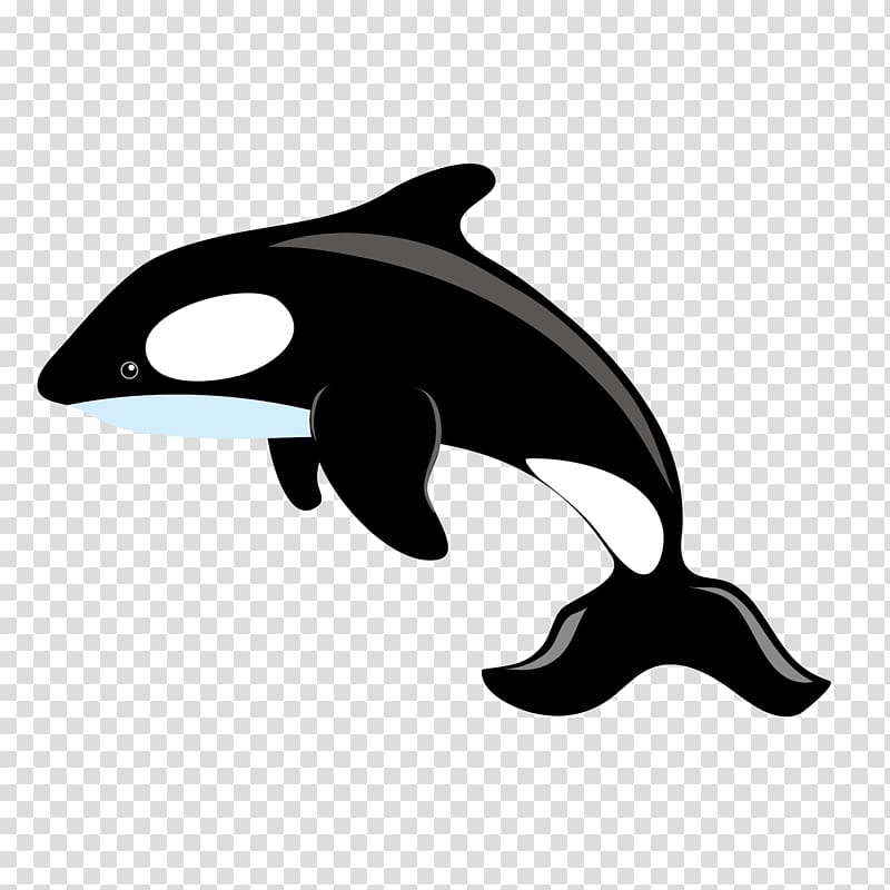 Killer whale Blue whale , Whale jumping material transparent background PNG clipart