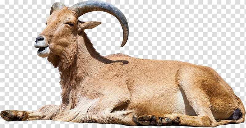 Barbary sheep , sheep transparent background PNG clipart