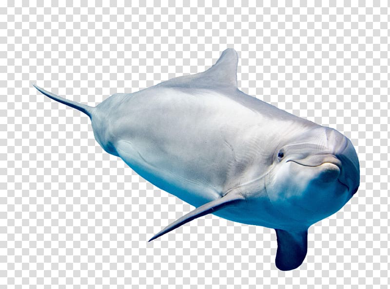 Common bottlenose dolphin White-beaked dolphin Rough-toothed dolphin Short-beaked common dolphin Tucuxi, A dolphin transparent background PNG clipart