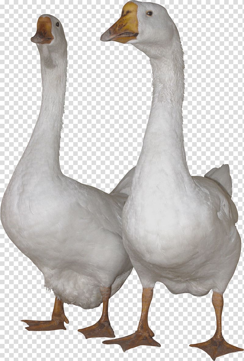 Domestic goose Swan goose Duck , White Gooses transparent background PNG clipart