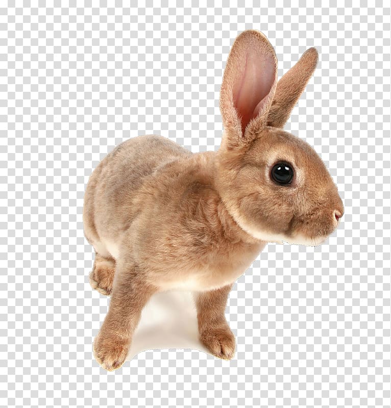 Domestic rabbit Hare Netherland Dwarf rabbit Holland Lop, rabbit transparent background PNG clipart