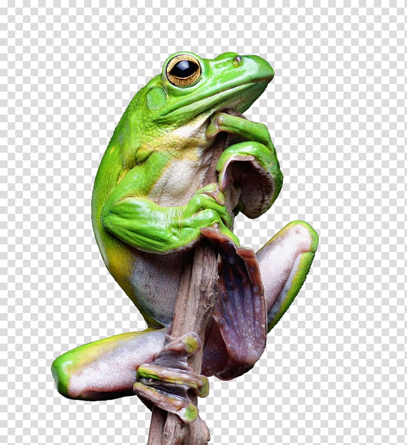 True frog Tree frog Toad, Green tree frog transparent background PNG clipart