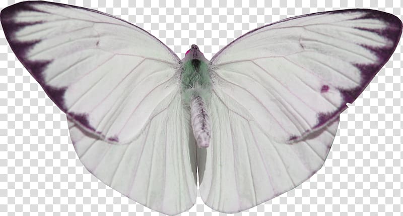 Butterfly Nymphalidae White, butterfly transparent background PNG clipart