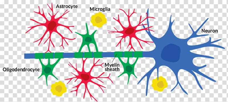 Neuroglia Neuron Cell Astrocyte Microglia, Brain transparent background PNG clipart